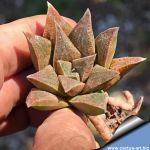 Haworthia cv. ALLIGATOR PAIR
