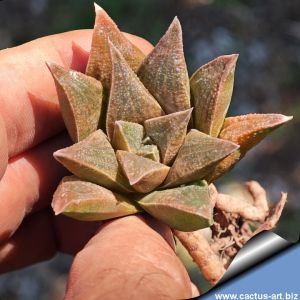 Haworthia cv. ALLIGATOR PAIR