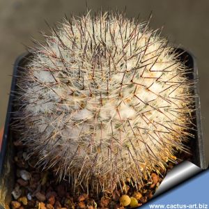 Mammillaria ritteriana RC