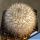 Mammillaria ritteriana RC