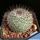 Mammillaria ritteriana RC