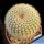 Notocactus scopa