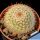 Notocactus scopa