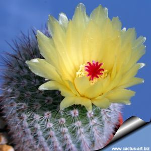 Notocactus scopa