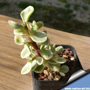 Portulacaria afra 'Variegata'