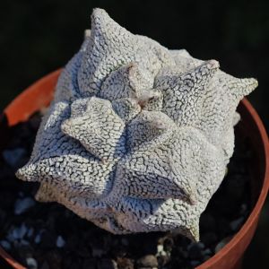 Astrophytum coahuilense cv. KIKKO SNOW "quadricostatum"