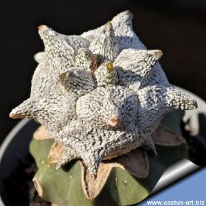 Astrophytum coahuilense cv. KIKKO SNOW "quadricostatum"