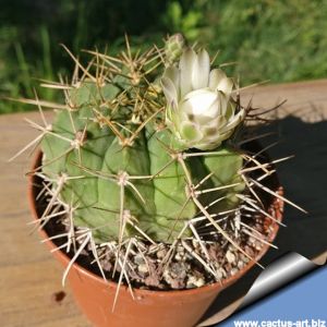 Gymnocalycium griseo-pallidum