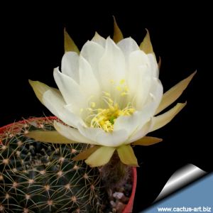 Lobivia arachnacantha hybrid cv. FLOR BIANCO (white)