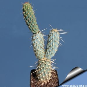 Miqueliopuntia miquelli