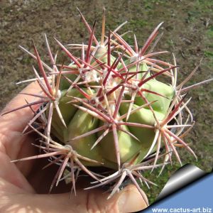 Echinocactus hybrid horizonthalonius x grandis