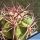 Echinocactus hybrid horizonthalonius x grandis