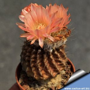 Eriosyce sp. "multiprolifera" (Neoporteria)