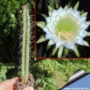 Harrisia bonplandii (Eriocereus bonplandii)