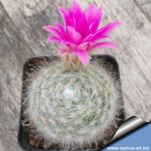 Mammillaria guelzowiana v. robustior Rodeo, Durango, Mexico