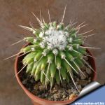 Mammillaria sempervivi f. montruosa (cv. UNISPINA)