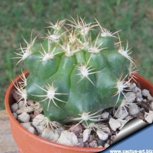 Matucana krahnii
