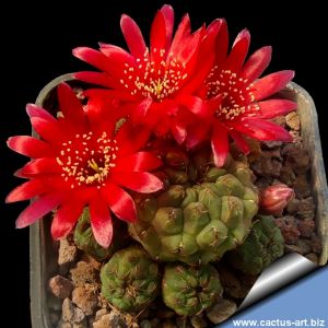 Sulcorebutia pulchra