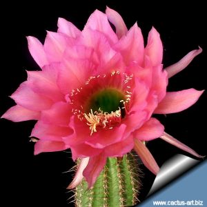 Trichopsis (Trichocereus x Echinopsis hybrid) cv. DIONE