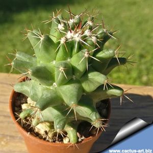 Coryphantha clava