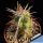 Echinocereus brandegeei (Stout spine form)