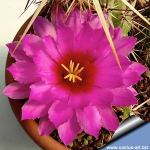 Echinocereus brandegeei (Stout spine form)