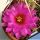 Echinocereus brandegeei (Stout spine form)