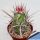 Echinocereus brandegeei (Stout spine form)