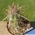 Echinocereus brandegeei (Stout spine form)