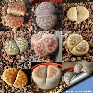 Lithops karasmontana (mixed forms and colours)
