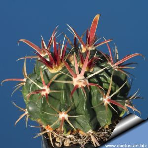 Ferocactus latispinus