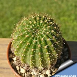 Lobivia arachnacantha (cerise)