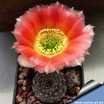 Lobivia haematantha v. rebutioides SE53 Volcan, Jujuy, Argentina, 2400m