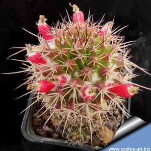 Mammillaria collinsii