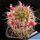 Mammillaria collinsii