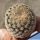 Mammillaria lasiacantha