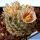 Mammillaria lasiacantha