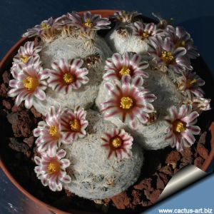 Mammillaria lasiacantha