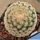 Mammillaria lasiacantha