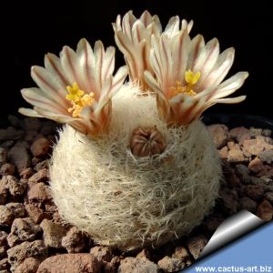 Mammillaria lasiacantha