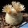Mammillaria lasiacantha