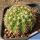 Notocactus linkii Itapoa