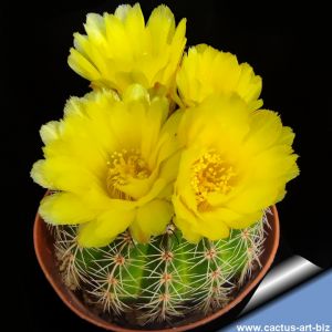 Notocactus linkii Itapoa