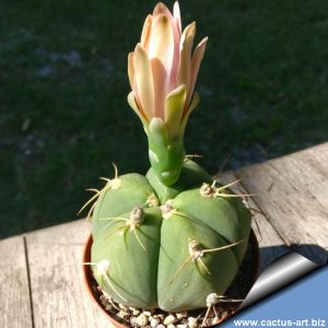 Gymnocalycium buenekeri (Rio Grande,  Brazil)