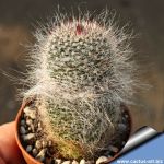 Mammillaria hahniana v. elongata (columnaris)
