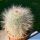 Mammillaria hahniana v. elongata