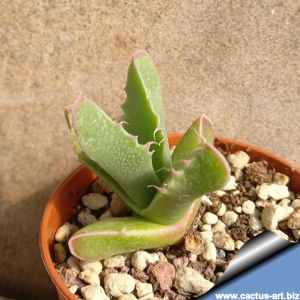 Faucaria britteniae Plutos Vale, Grahamstown, low open leaf (MG 1496)