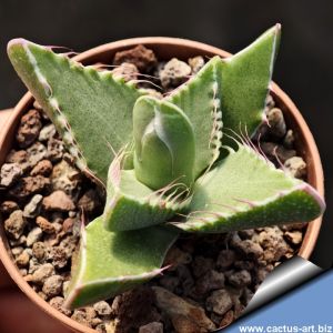Faucaria britteniae Plutos Vale, Grahamstown (MG 1496)