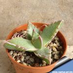 Faucaria felina GM149 Clifton