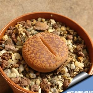 Lithops aucampiae C 172 5km West of Sishen, Cape Province